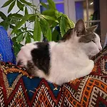 Bed & Breakfast Agraba, 1001 Nights 3*