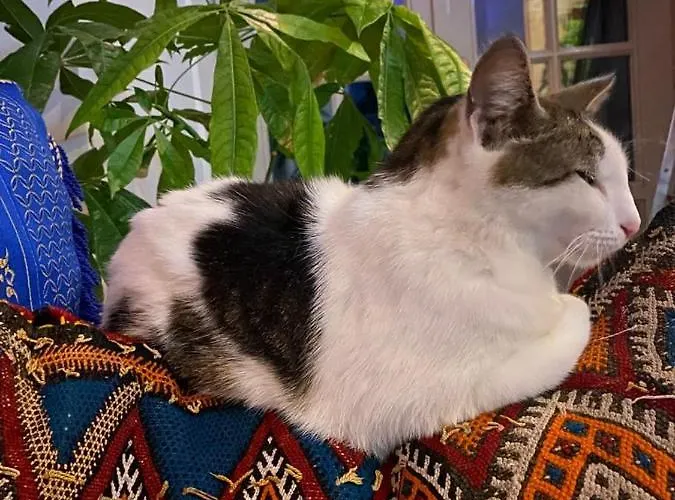 Bed & Breakfast Agraba, 1001 Nights 3*