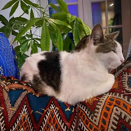 Bed & Breakfast Agraba, 1001 Nights 3*